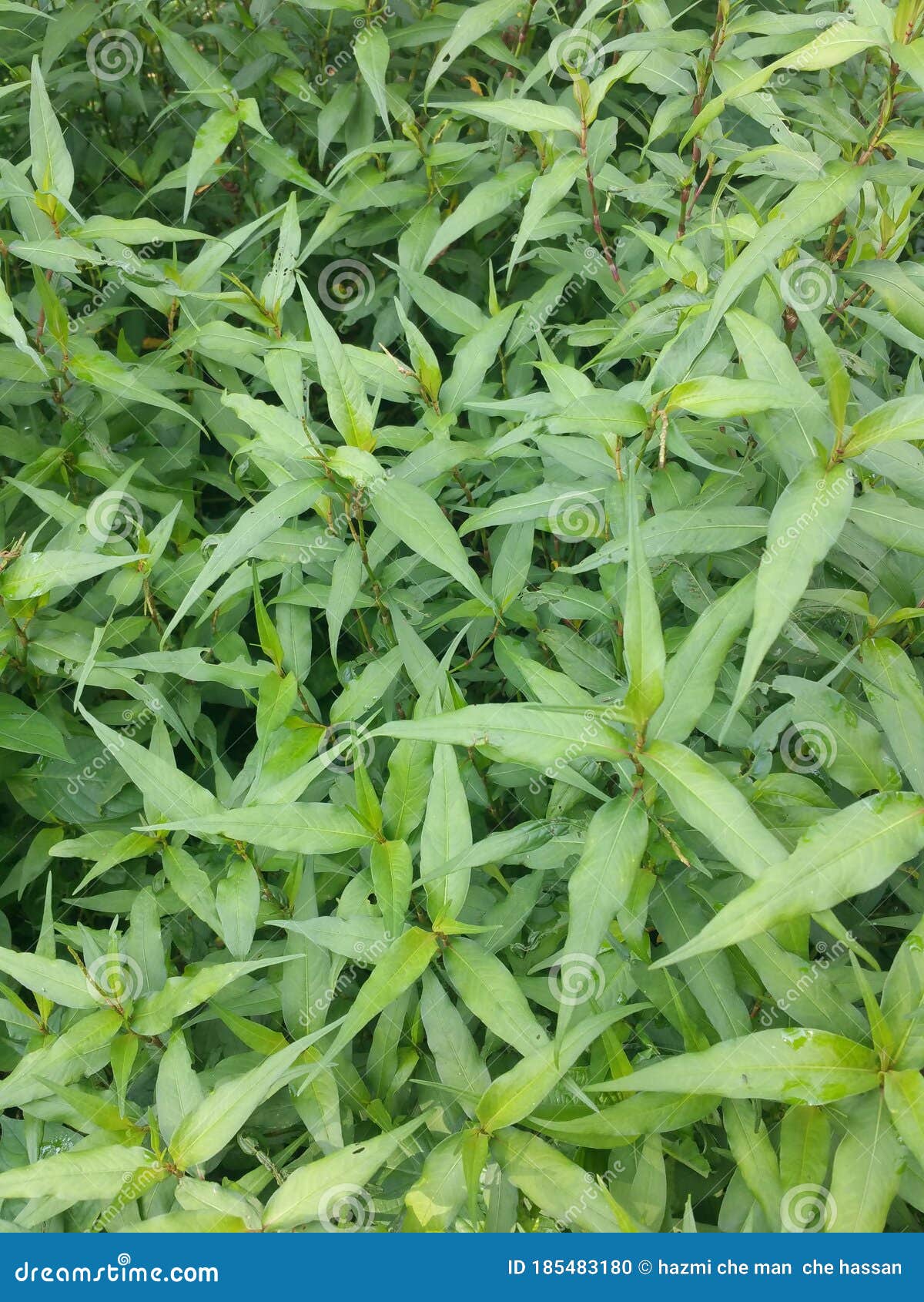 Vietnamese Mint or Kesum Leafs Stock Photo Image of leafs, wildflower