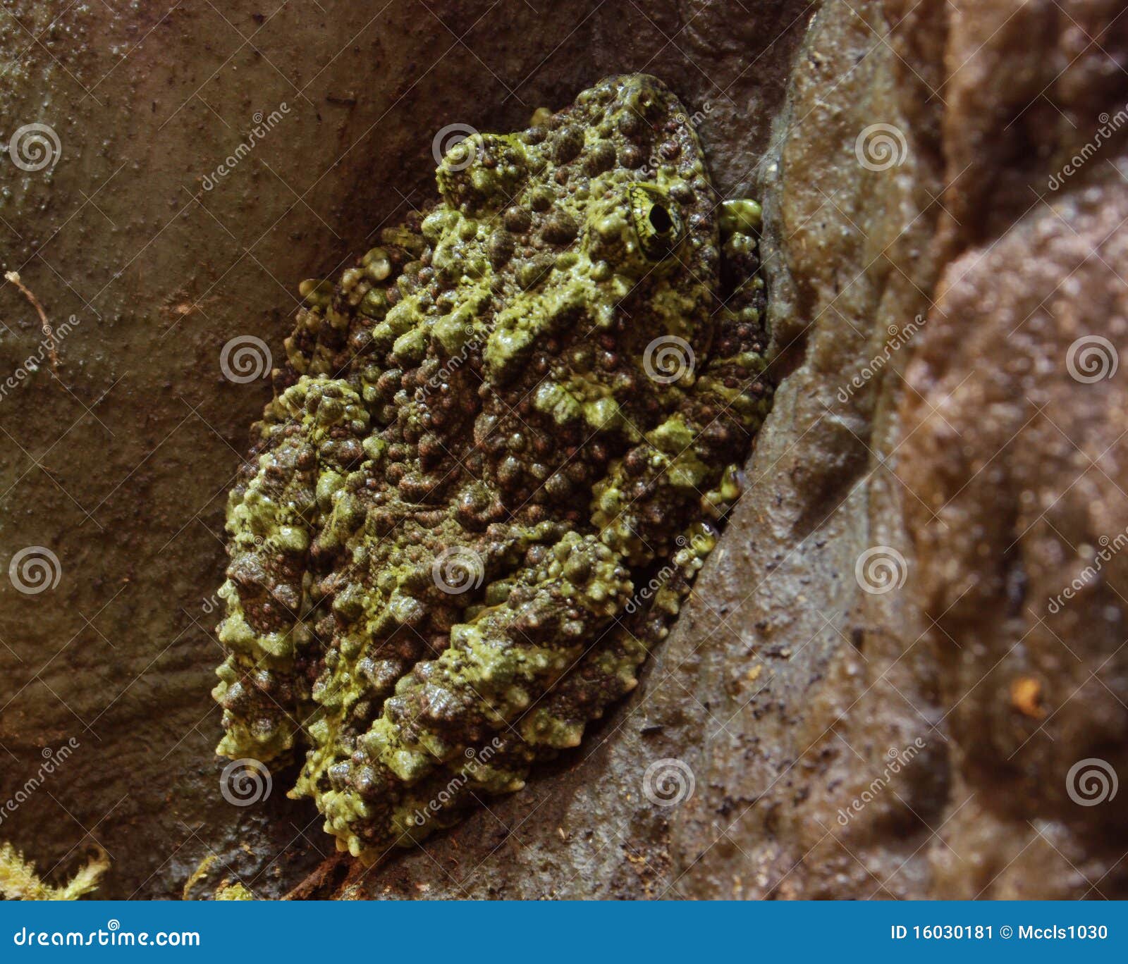 Vietnamese Mossy Frog stock image. Image of skin, vietnamese - 16030181