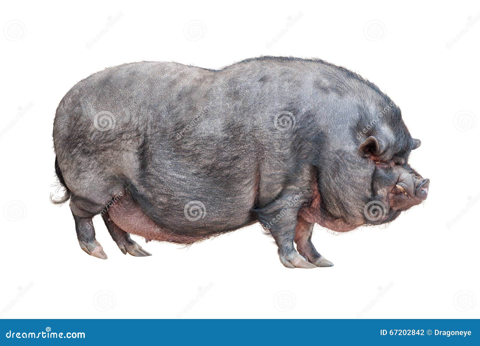 clipart pot bellied pig - photo #50