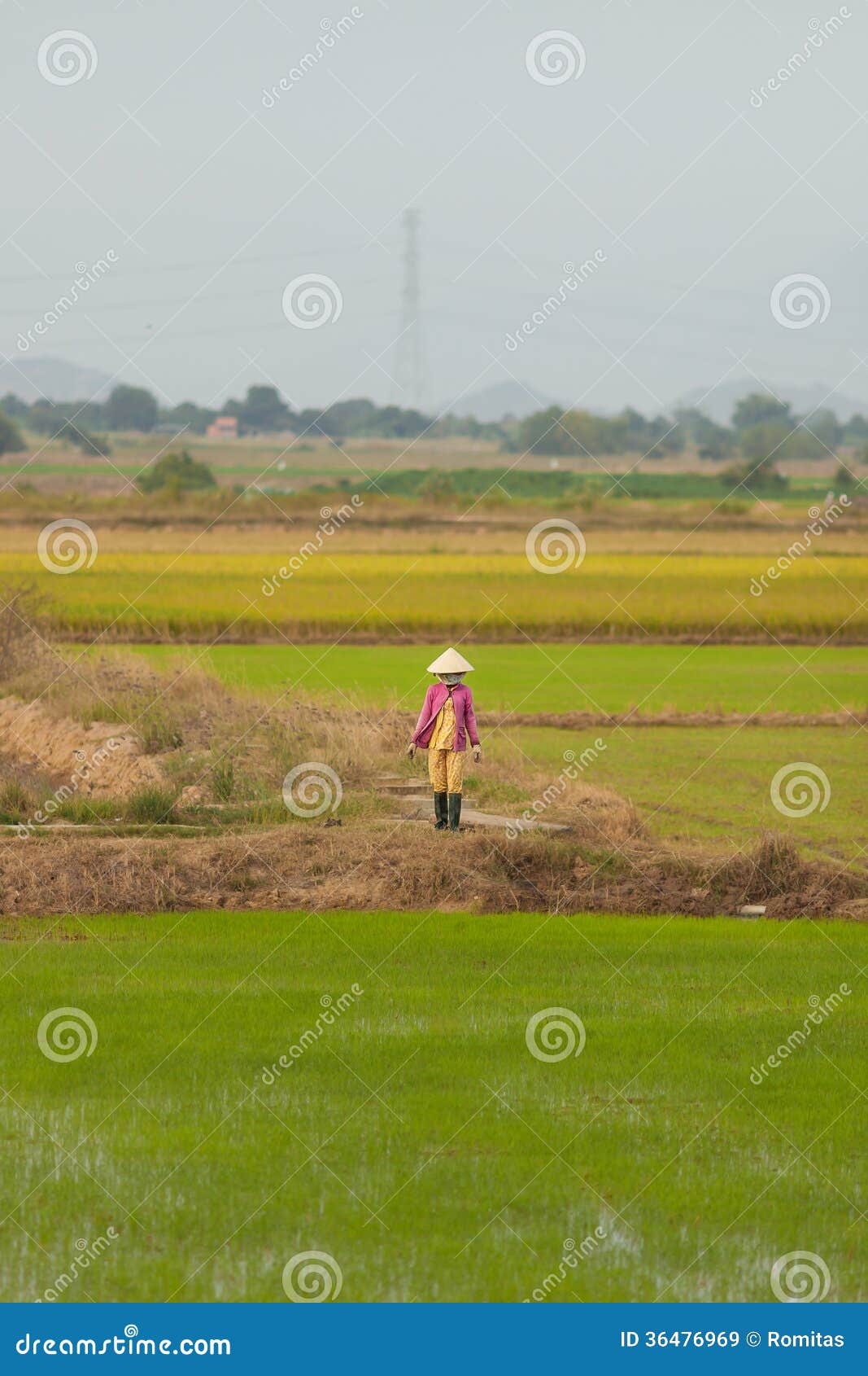Vietnamese vrouw bij padievelden, Vietnam. De vrouw bij padievelden ving van een voorbijgaande trein in Vietnam