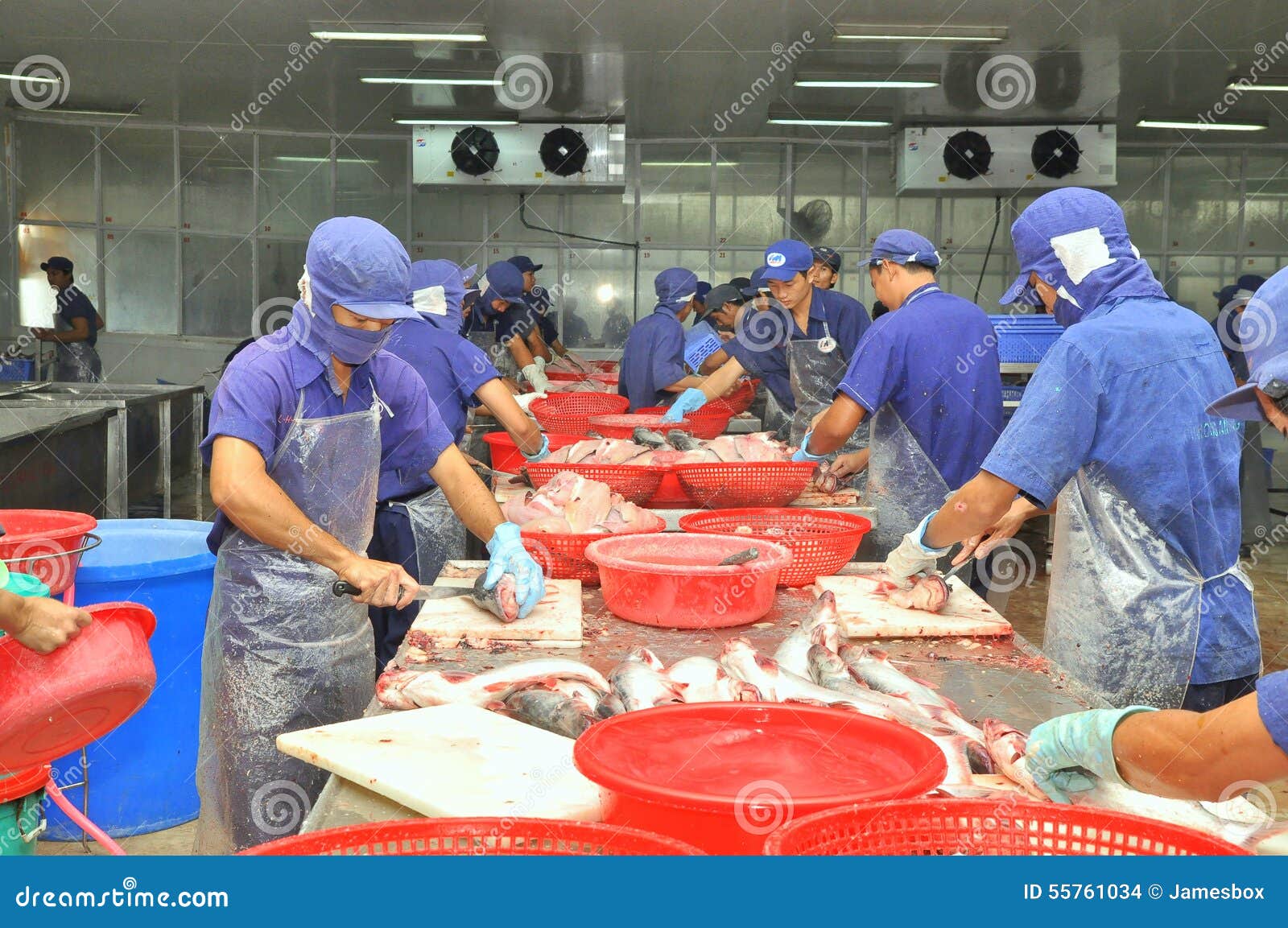 Vietnamese Workers are Pangasius Fish in a Seafood Processing Plant in Mekong Delta Editorial Image - Image of chain, face: 55761034