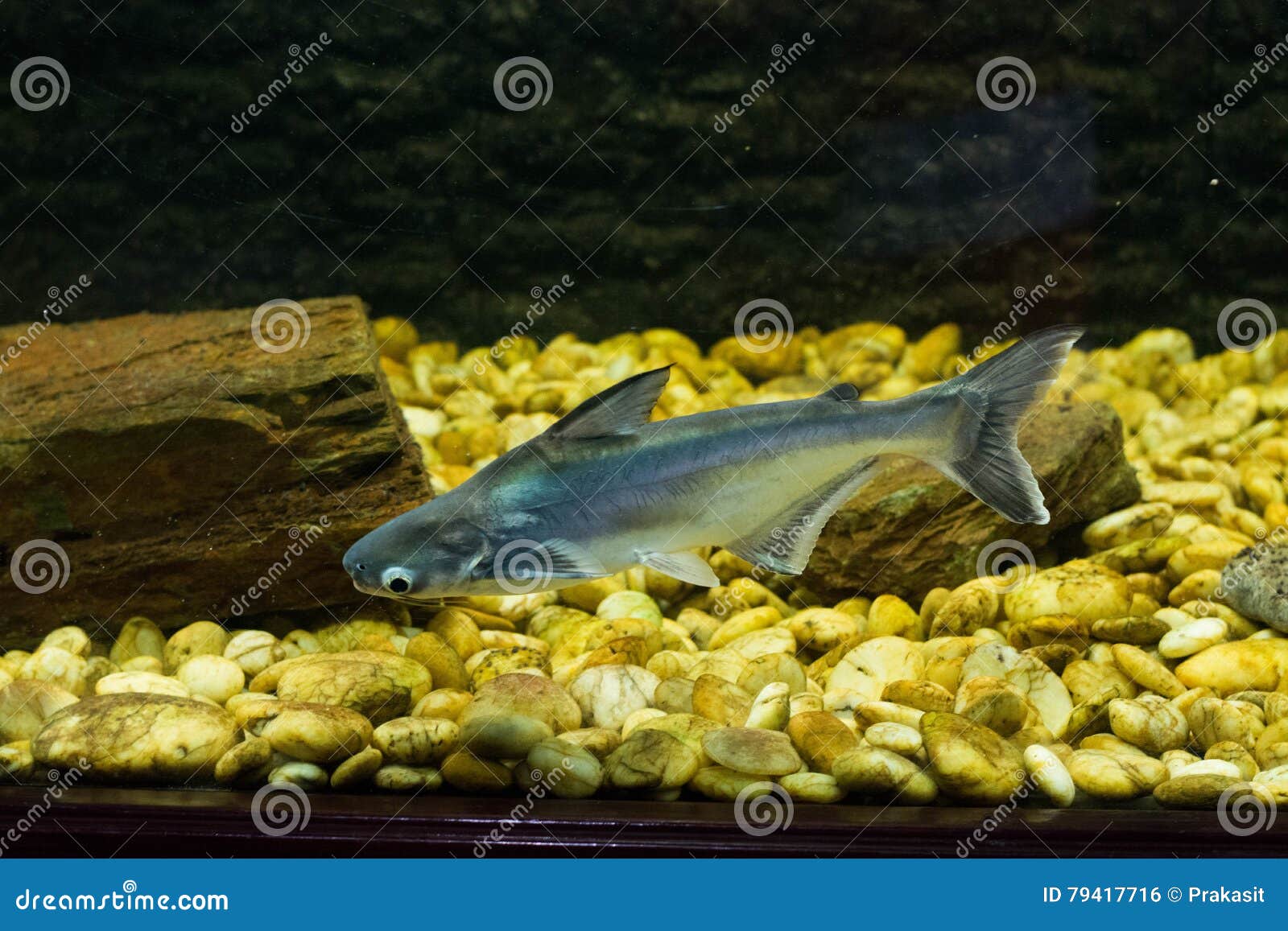 Vietnamesisches Pangasius, BasaFisch Stockfoto Bild von asiatisch