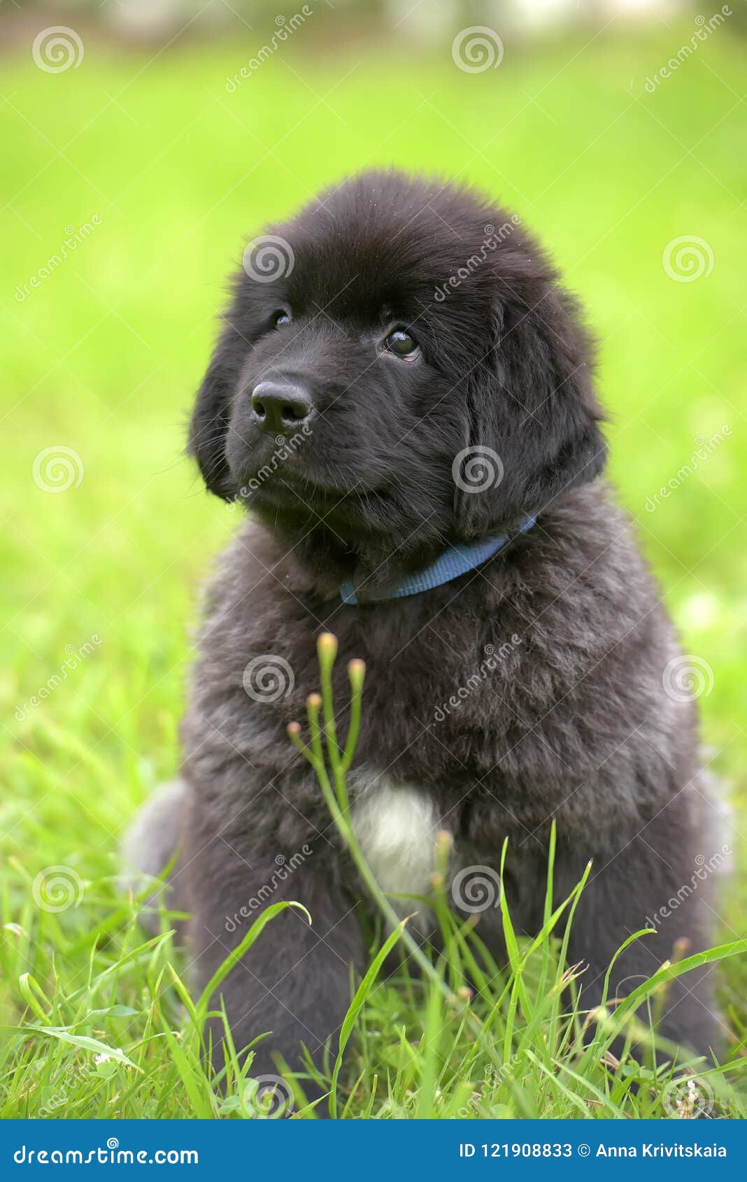 Vieux Chiot De Deux Mois Noir Mignon De Terre Neuve Image Stock Image Du Vigilance Pelouse
