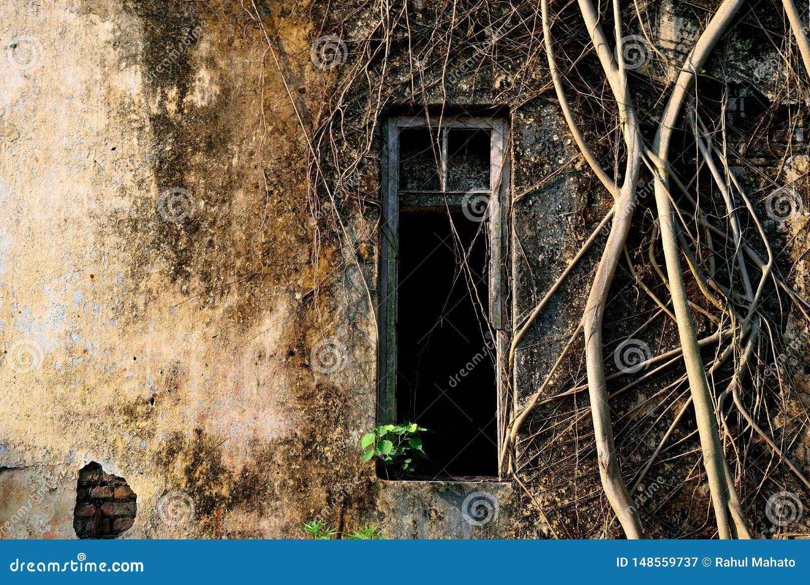 Vieux coverd de mur de fen?tre de dommages par les racines baniyan d'arbre. Vieux mur de fen?tre de dommages couvert par des racines de banian au matin