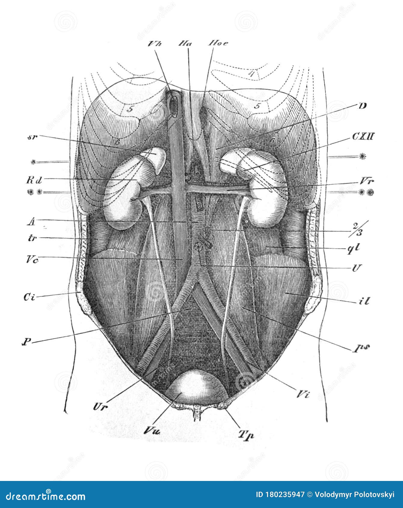42+ Abdominal Anatomy Diagram Pics Biology Diagrams