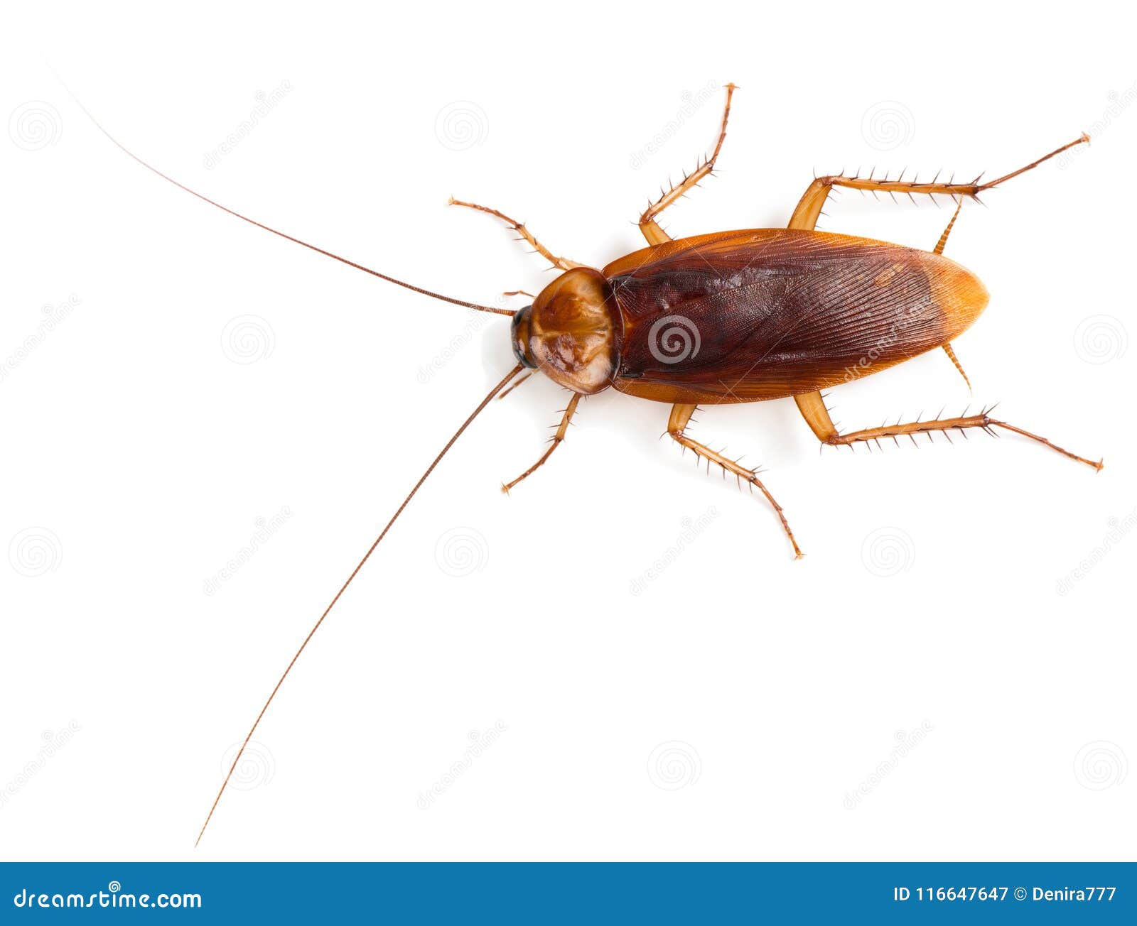 view from above of american cockroach.