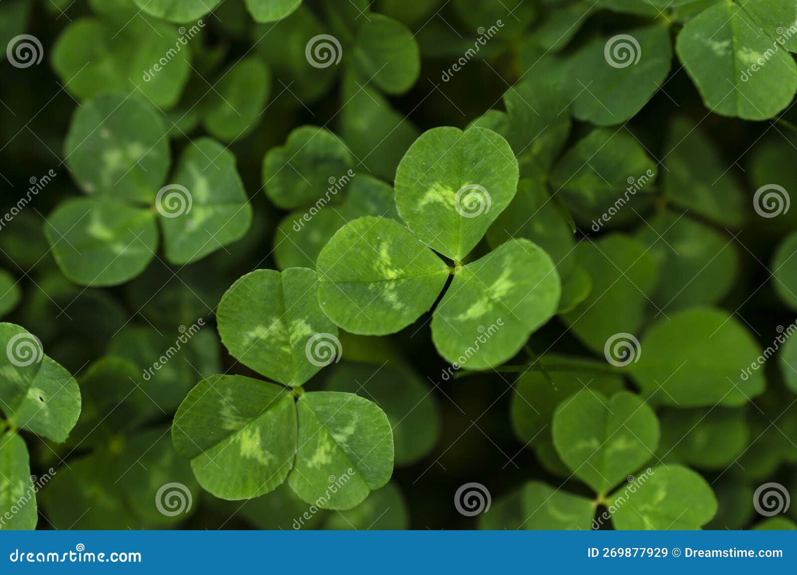 View from Above of Clovers Growing Naturally in the Nature Stock Image