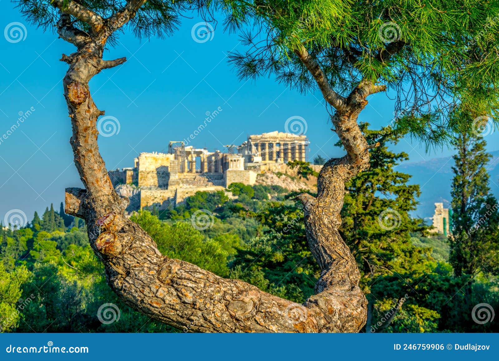 view of the acropolis hidden behind a tree from the filopappos hill in athens, greece....image
