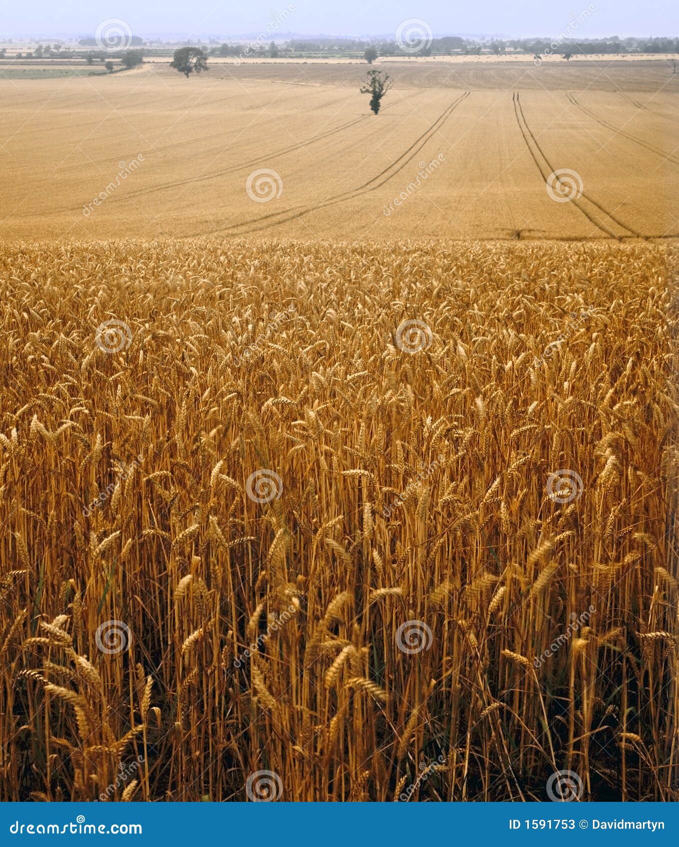 view across cornfield agricultural landscape