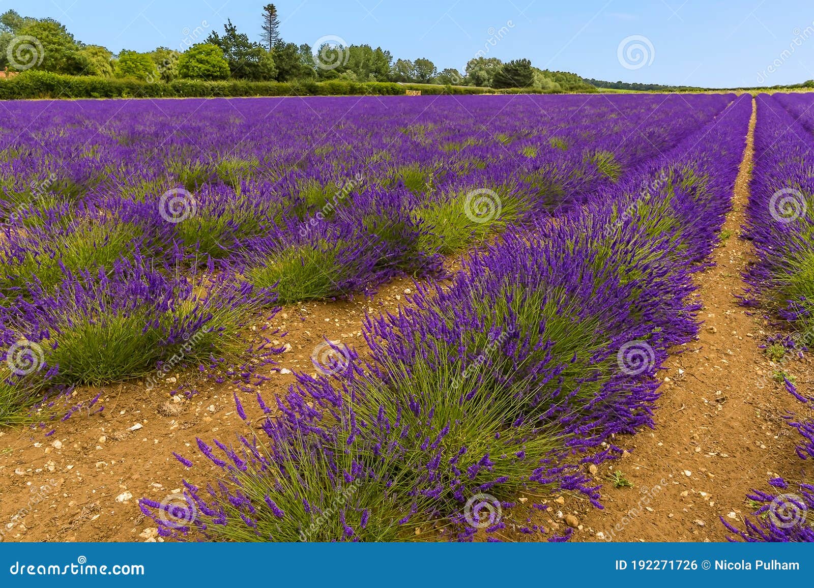 A View Across Lines of Purple Lavender Stretching Out To the Horizon in ...