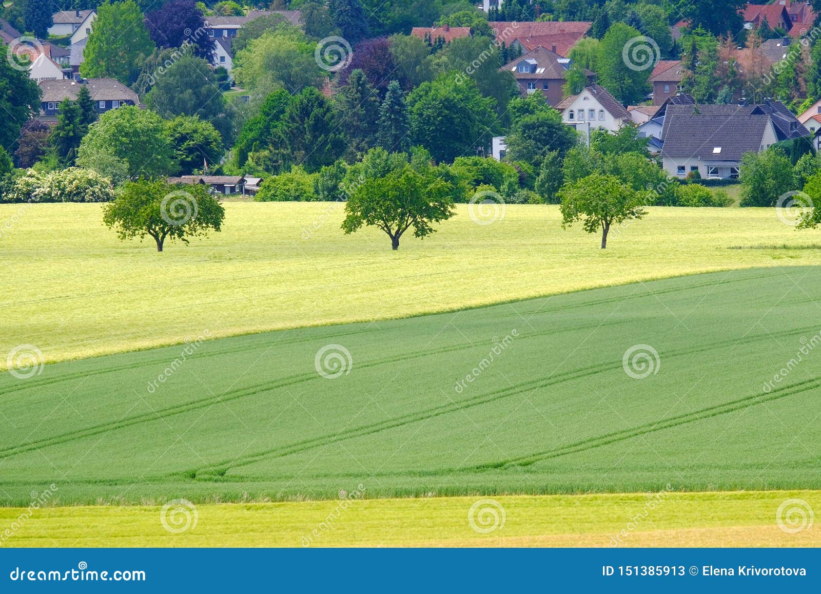 View on the Agricultural Fields with Grain in Germany Stock Image