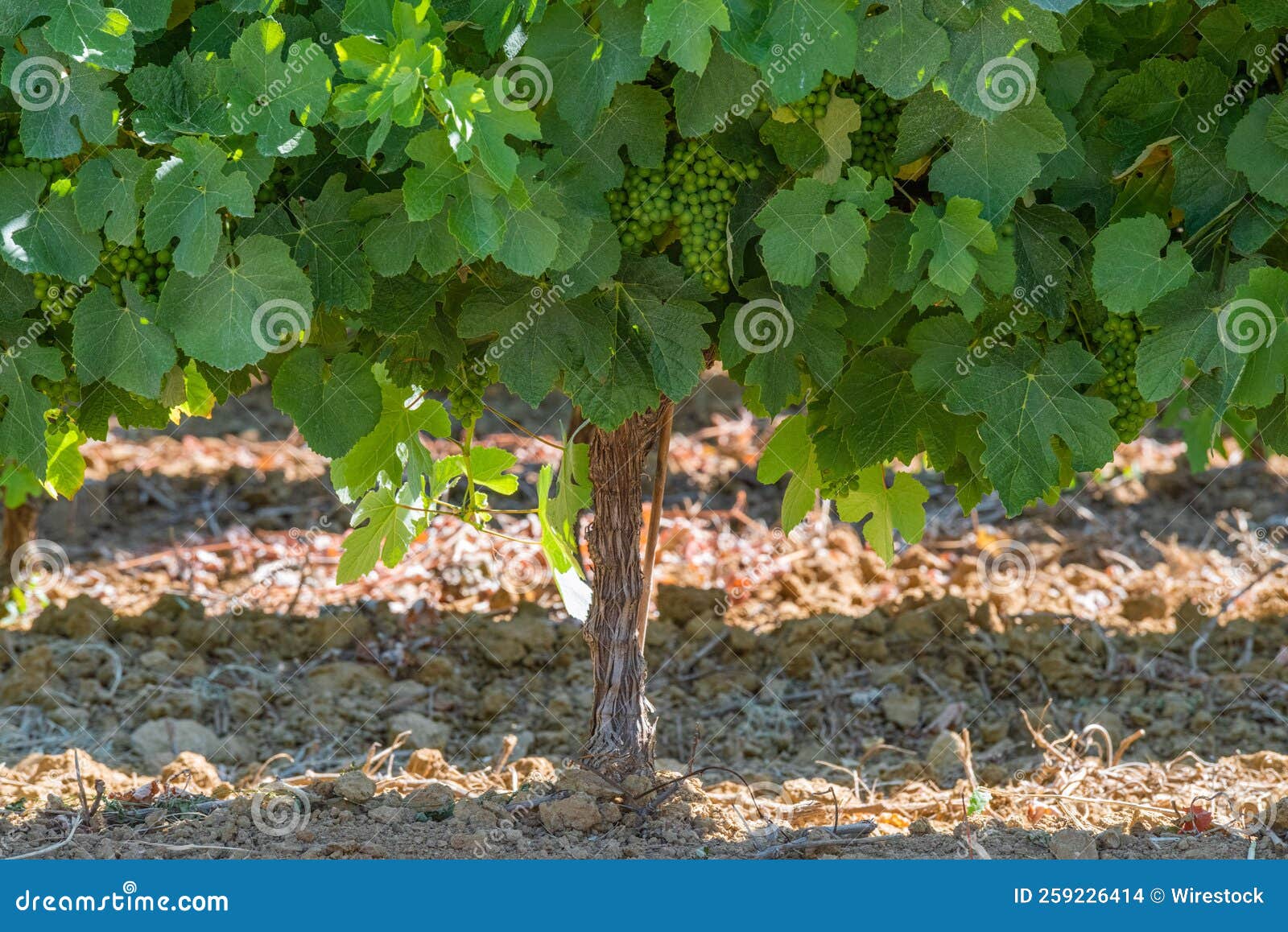 View of Agricultural Land with Planting of Vines Stock Photo - Image of ...