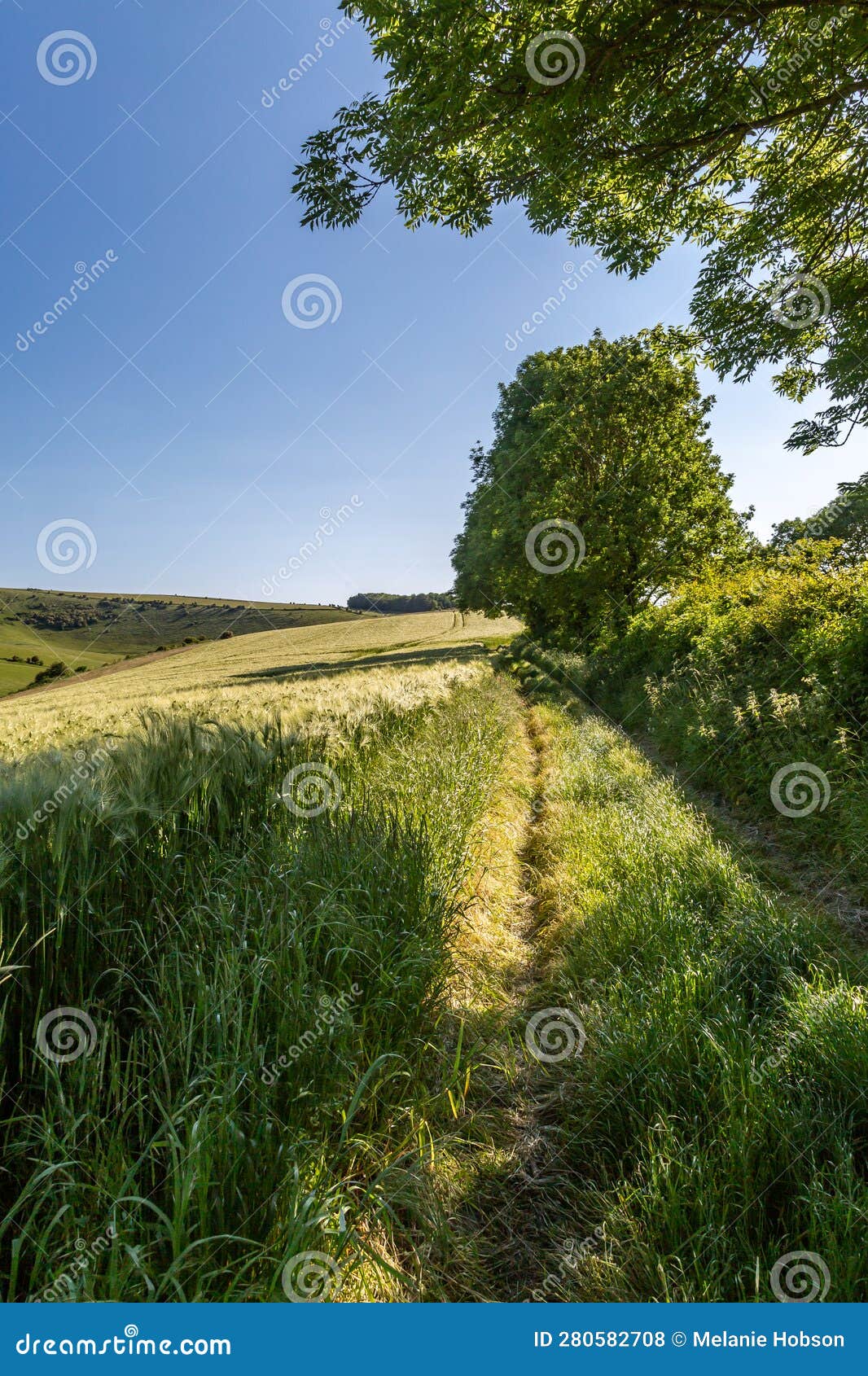 Looking Down a Pathway Running Alongside Farmland in the South Downs ...