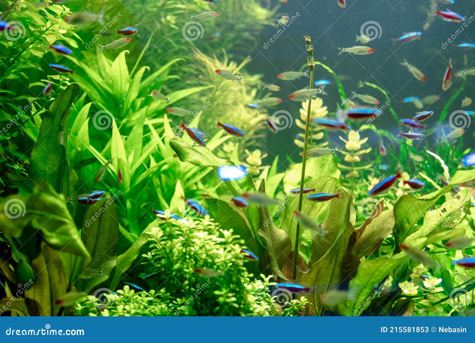 View of the Aquarium with Lush Vegetation and Fish Stock Image Image