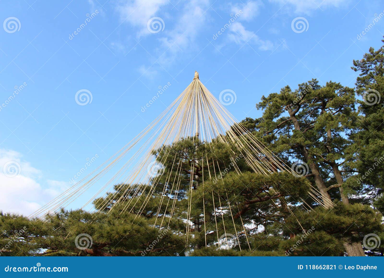 The Frame Of Pine Trees At Kenrokuen Garden In Kanazawa Japan