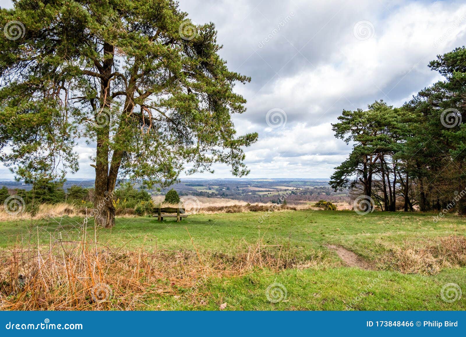 View of the Ashdown Forest in Sussex Stock Photo Image of english