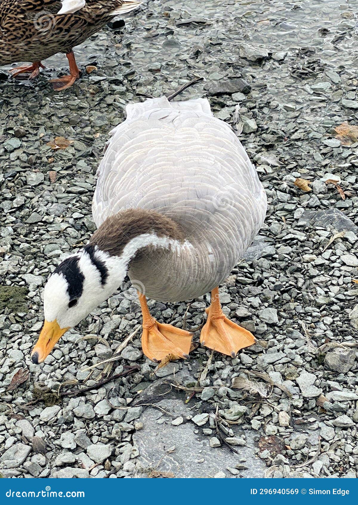 A View of a Bar Headed Goose Stock Image Image of swan, mallard
