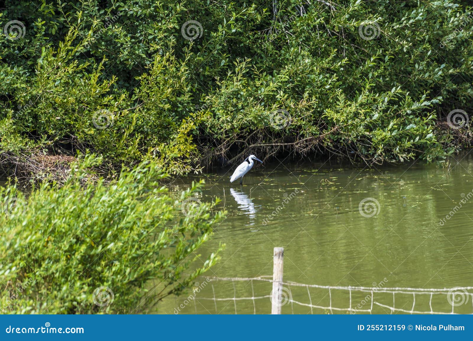 a view from the barriage towards an egret at boddington reservoir, northampton, uk