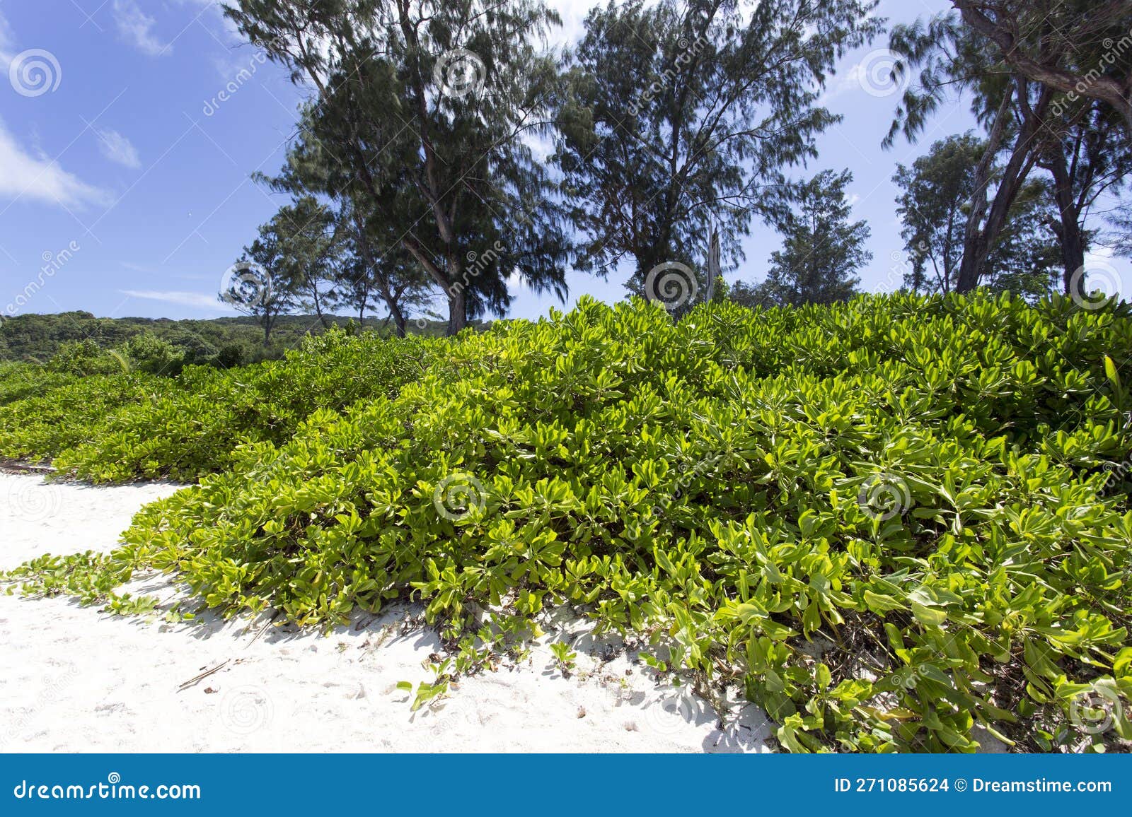 View of Beach Cabbage Plant Stock Photo Image of indian, bloom 271085624