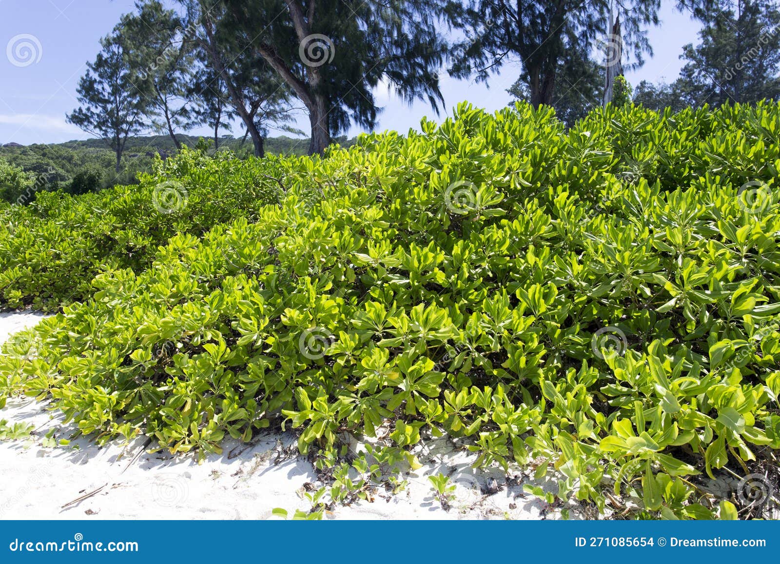 View of Beach Cabbage Plant Stock Photo Image of naupaka, leaves