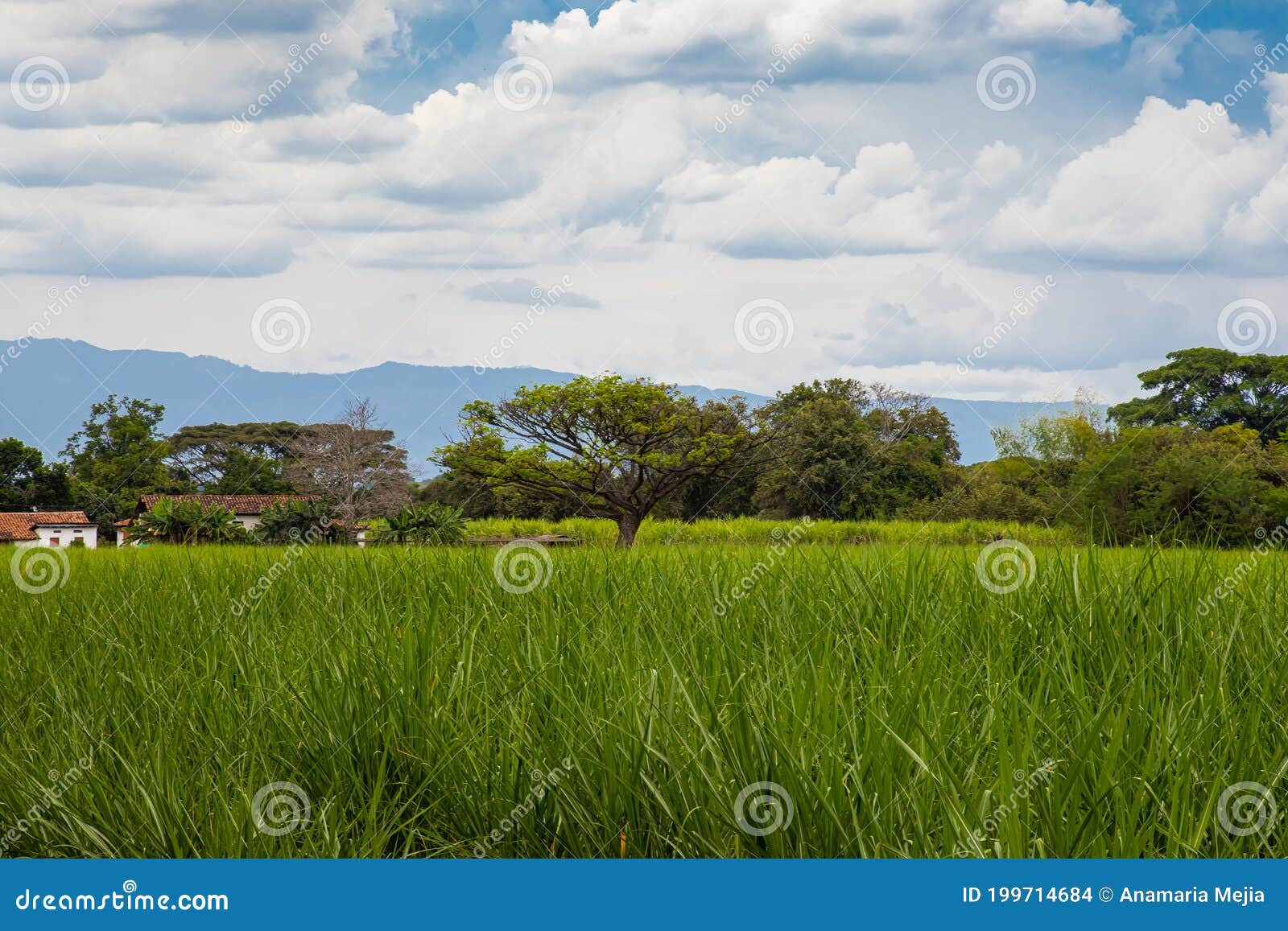beautiful landscapes with sugar cane fields and the paramo de las hermosas mountains at the valle del cauca region in