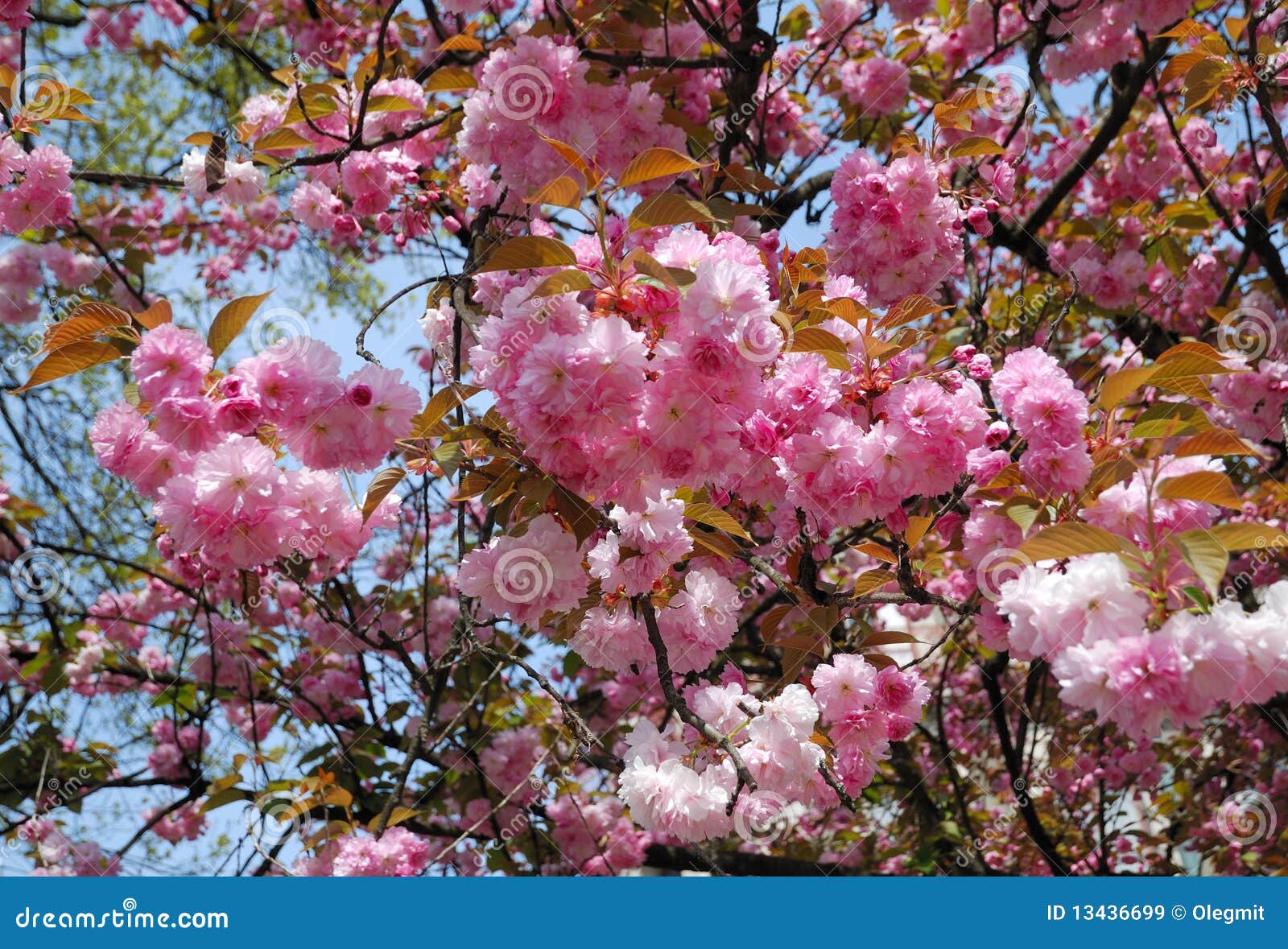 View from Below of Blooming Tree Close by Stock Image Image of botany