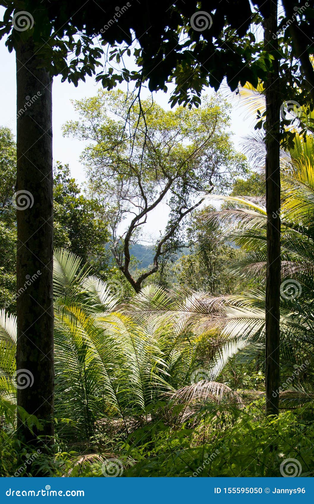 View of Bend Tree through Trees and Palm Trees in the Foreground in Malaysia