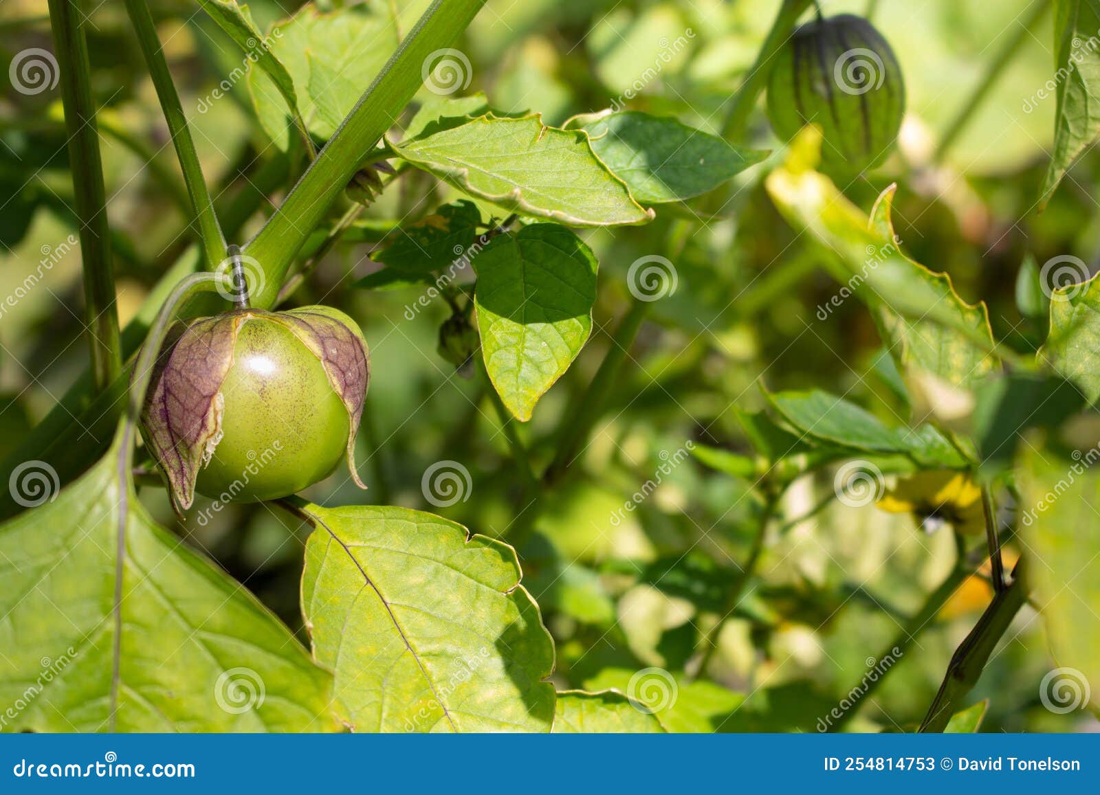 Garden tomatillos stock image. Image of leaves, crop 254814753