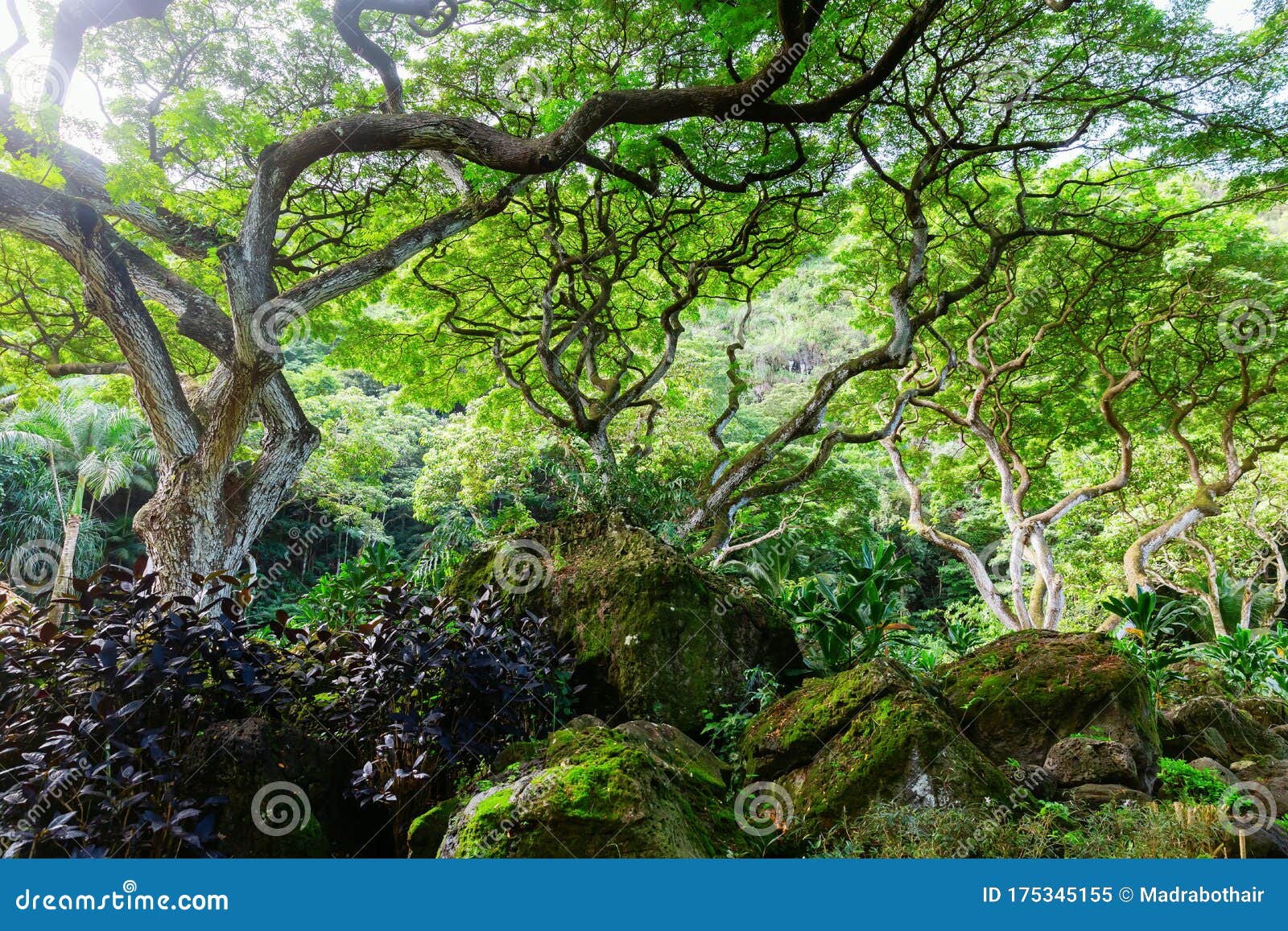 View Of The Botanical Garden Of Waimea Valley Oahu Hawaii