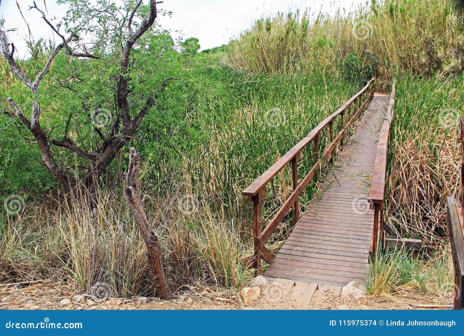 bridge boardwalk in las lagunas de anza wetlands