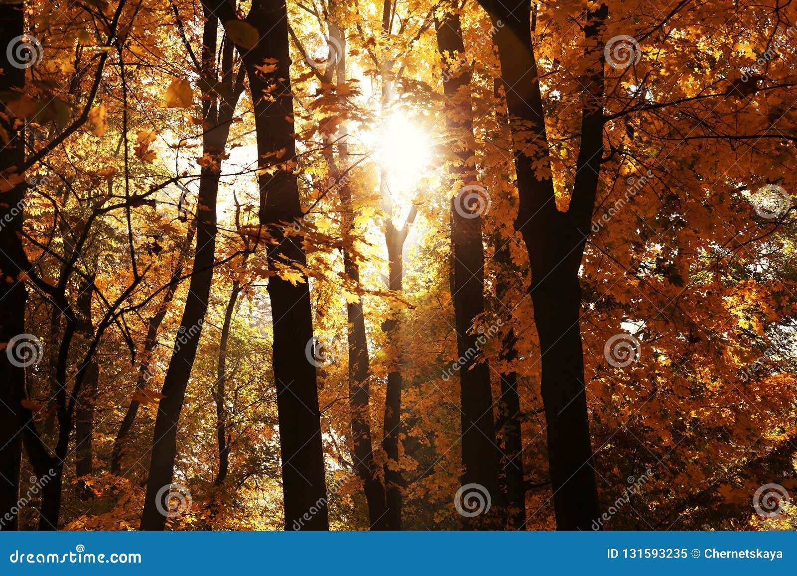 sunlight through autumn trees sunlight through autumn trees