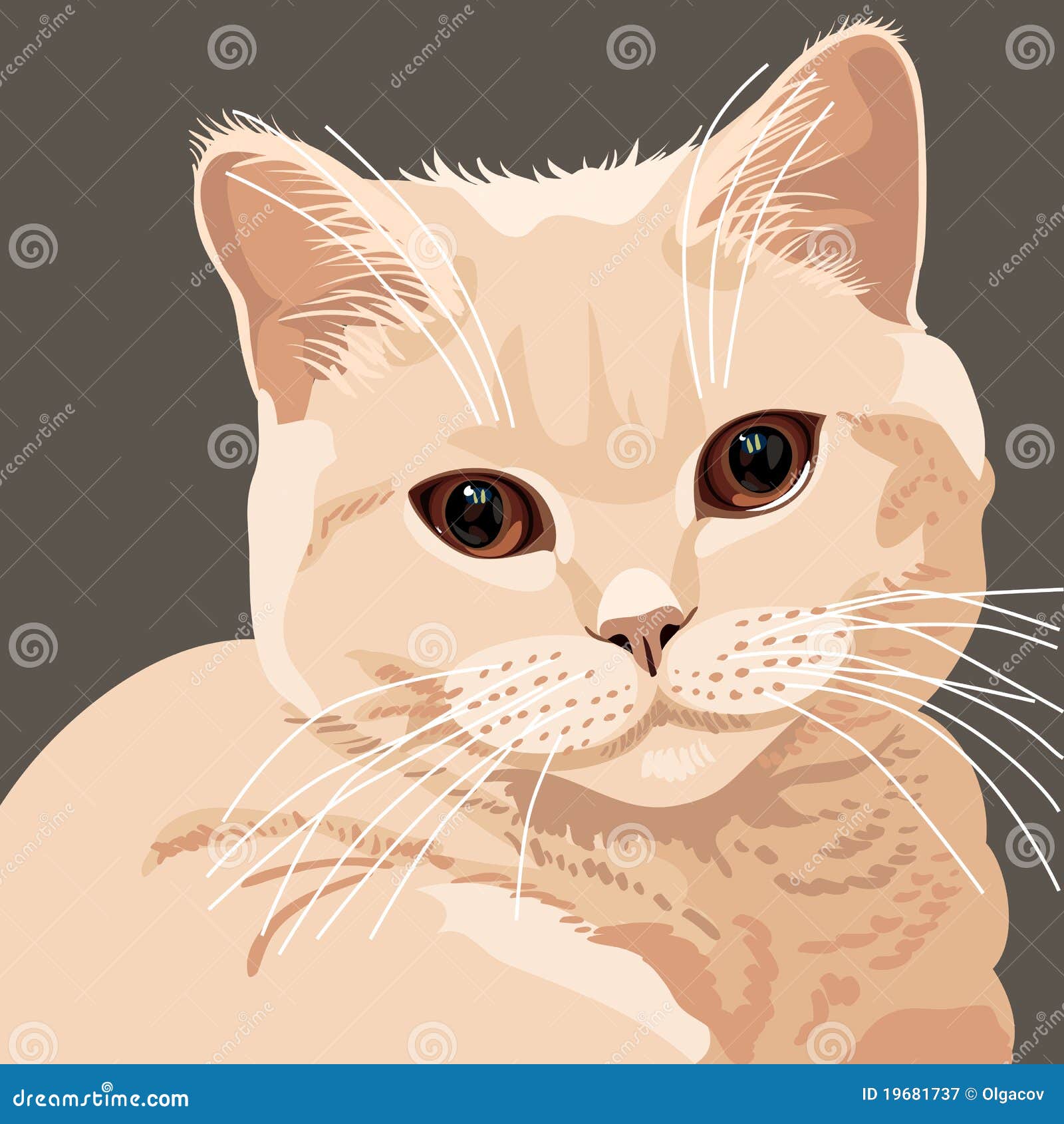 View Of British Lilac Cat Closeup Stock Vector - Illustration of sits