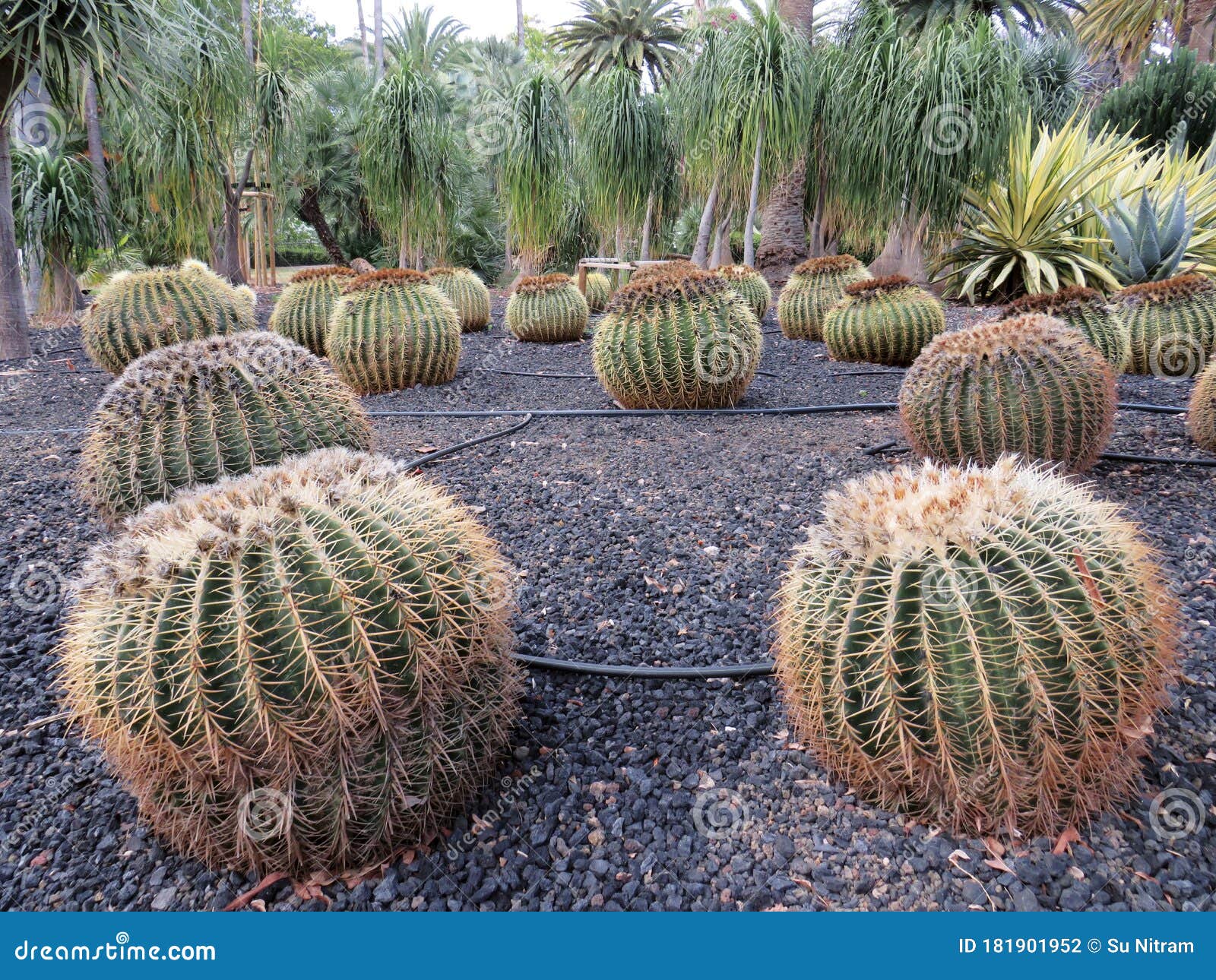 View Of Cactus Garden. Large Round Cacti With Spikes In ...