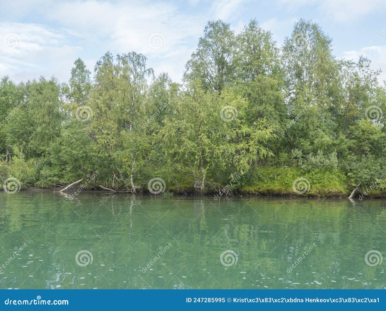 view of calm blue tarra river from boat at kvikkjokk, with birch forest and grass shore. northern landscape in swedish