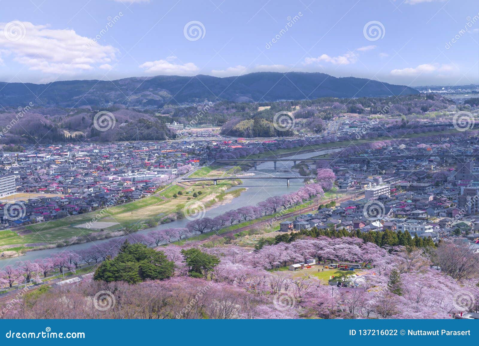 view of cherry blossom or hitome senbon sakura festival at shiroishi riverside and city, funaoka castle ruin park, sendai, miyagi