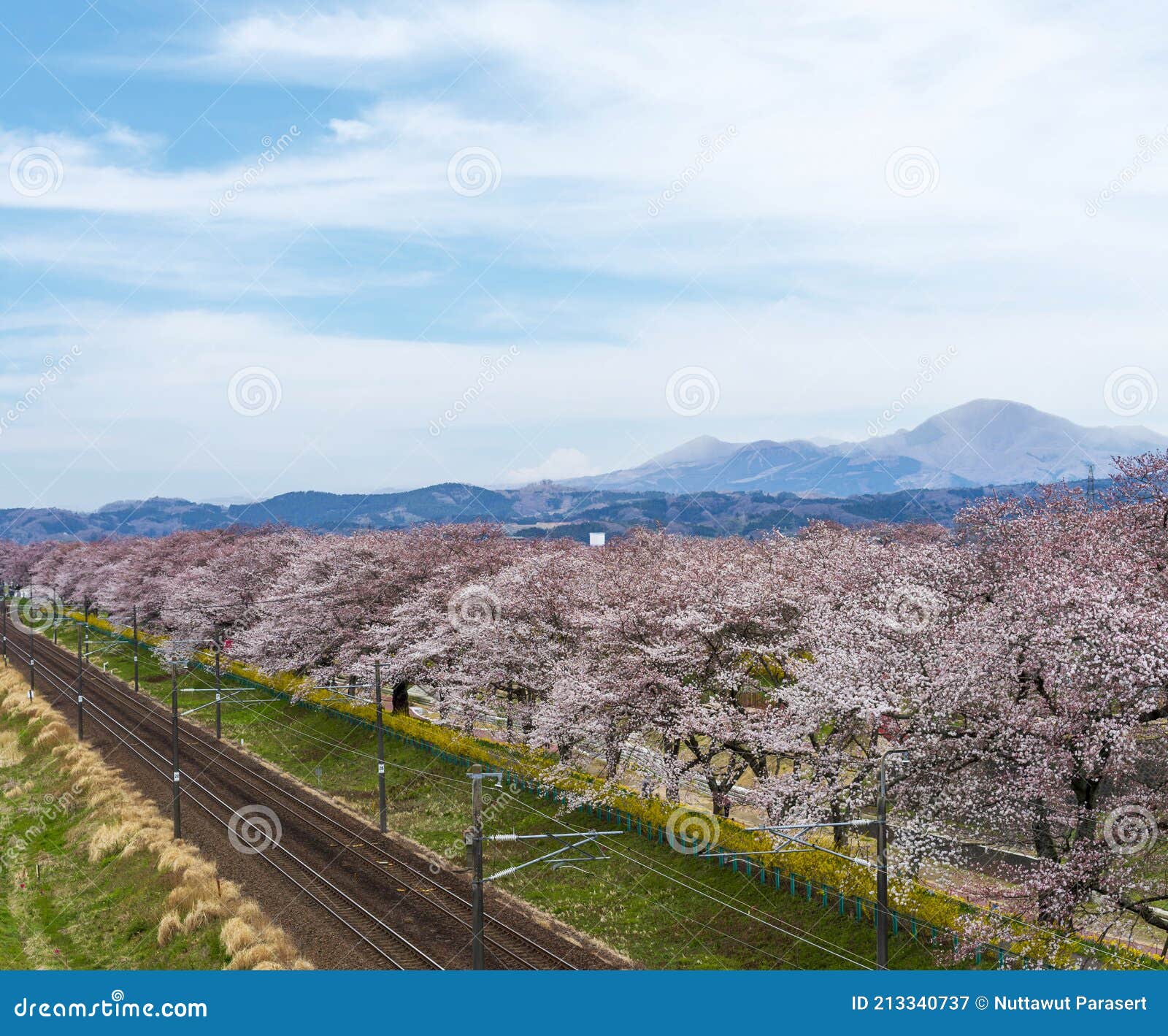 view of cherry blossom or hitome senbon sakura festival at shiroishi riverside and city, funaoka castle ruin park, sendai, miyagi