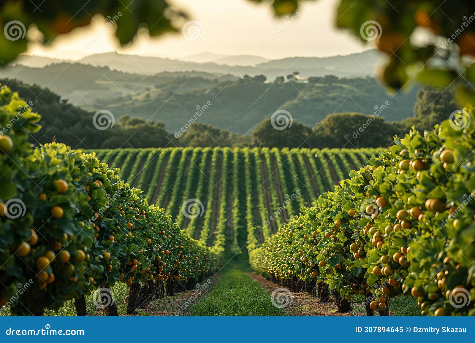 view of citrus orchards on the hillsides
