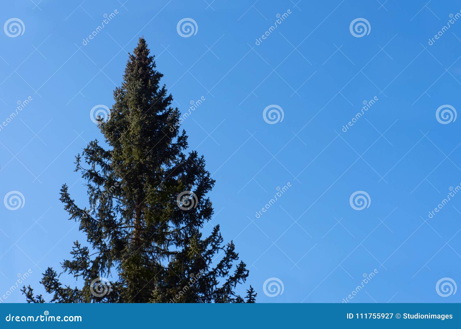 View of Clear Blue Sky with Single Pine Tree, Ever Stock Image Image
