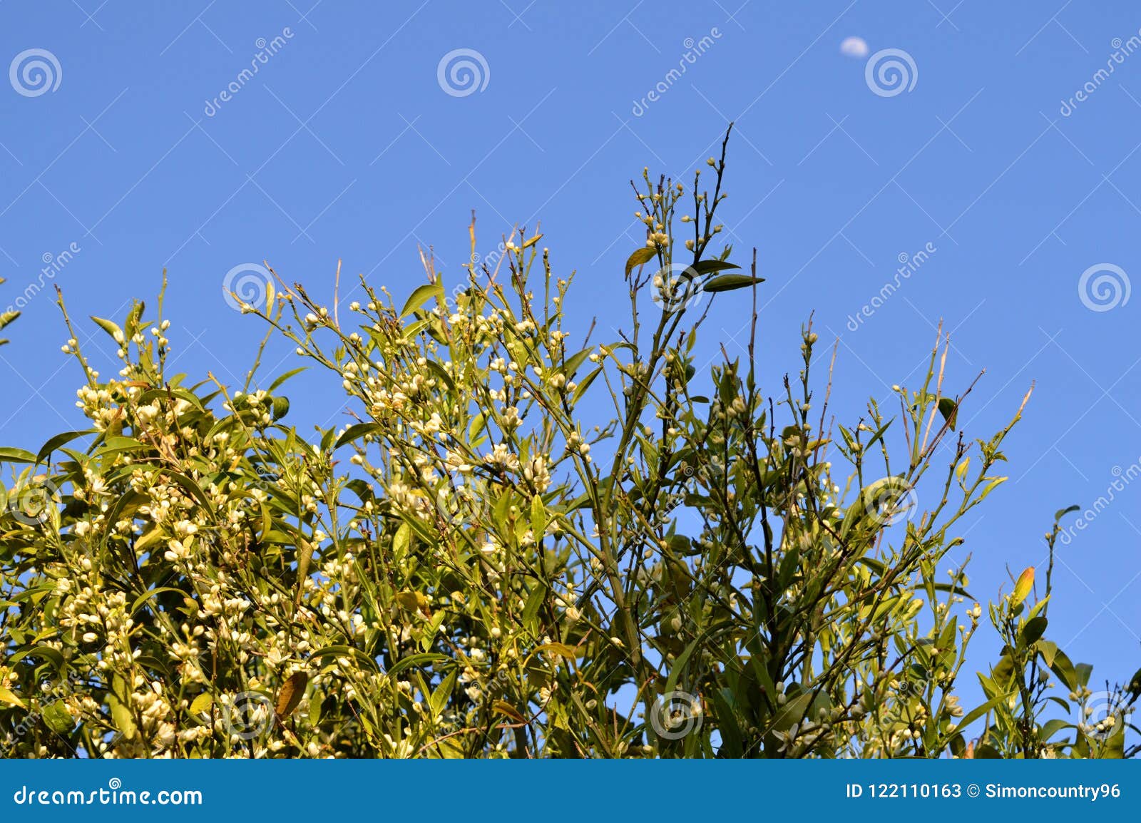 View of a Clementine Tree in Bloom with the Moon in the Background Stock Image Image of