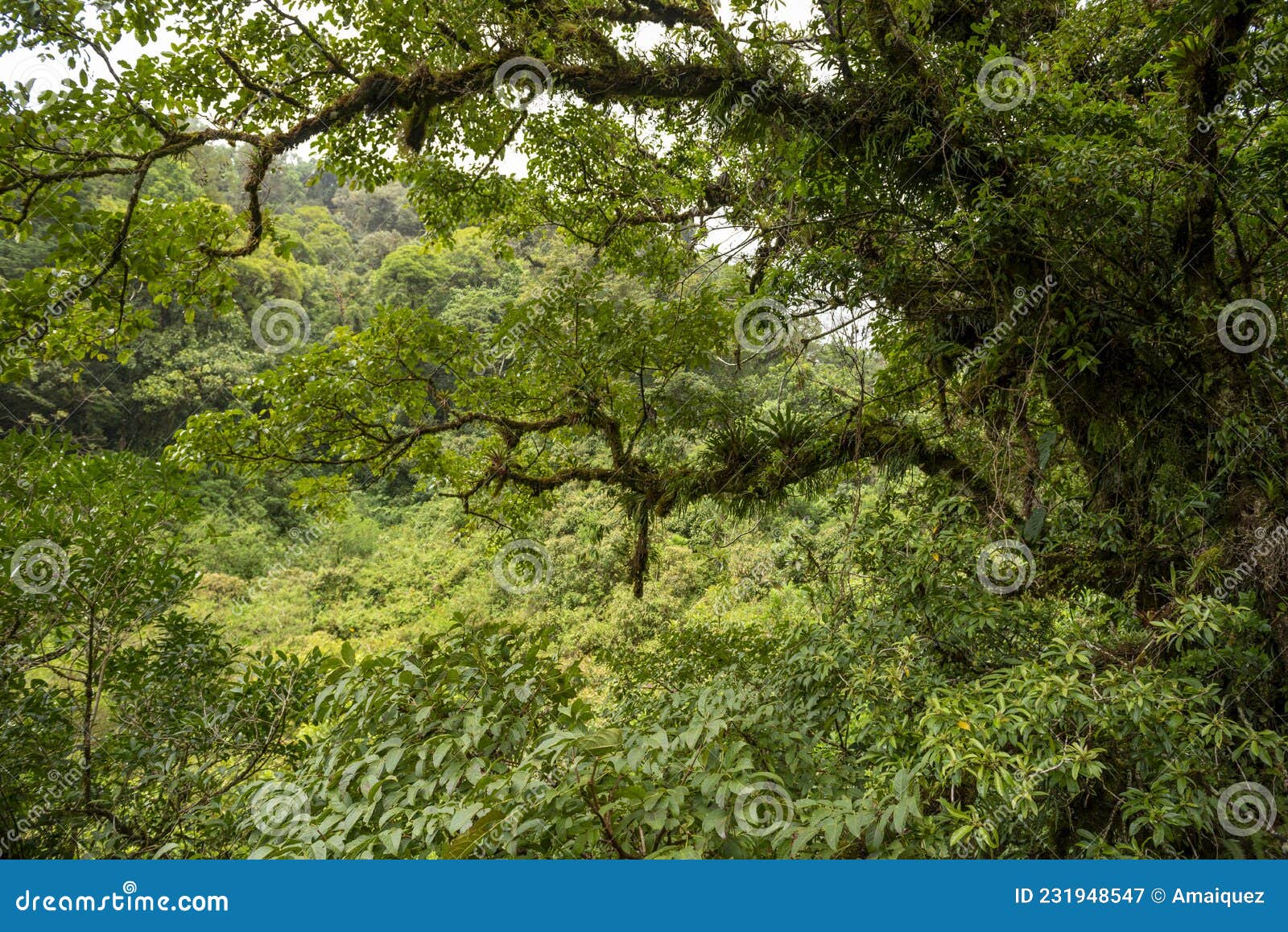 view of cloud forest in la amistad national park