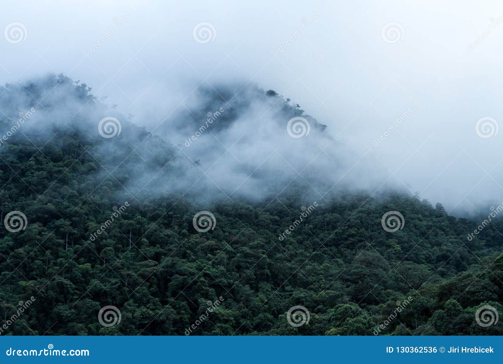 trees near road leading to mountain road tree wet rain forest  woodland mountain cloudscape mist   Scenery wallpaper Nature  wallpaper Mountain wallpaper