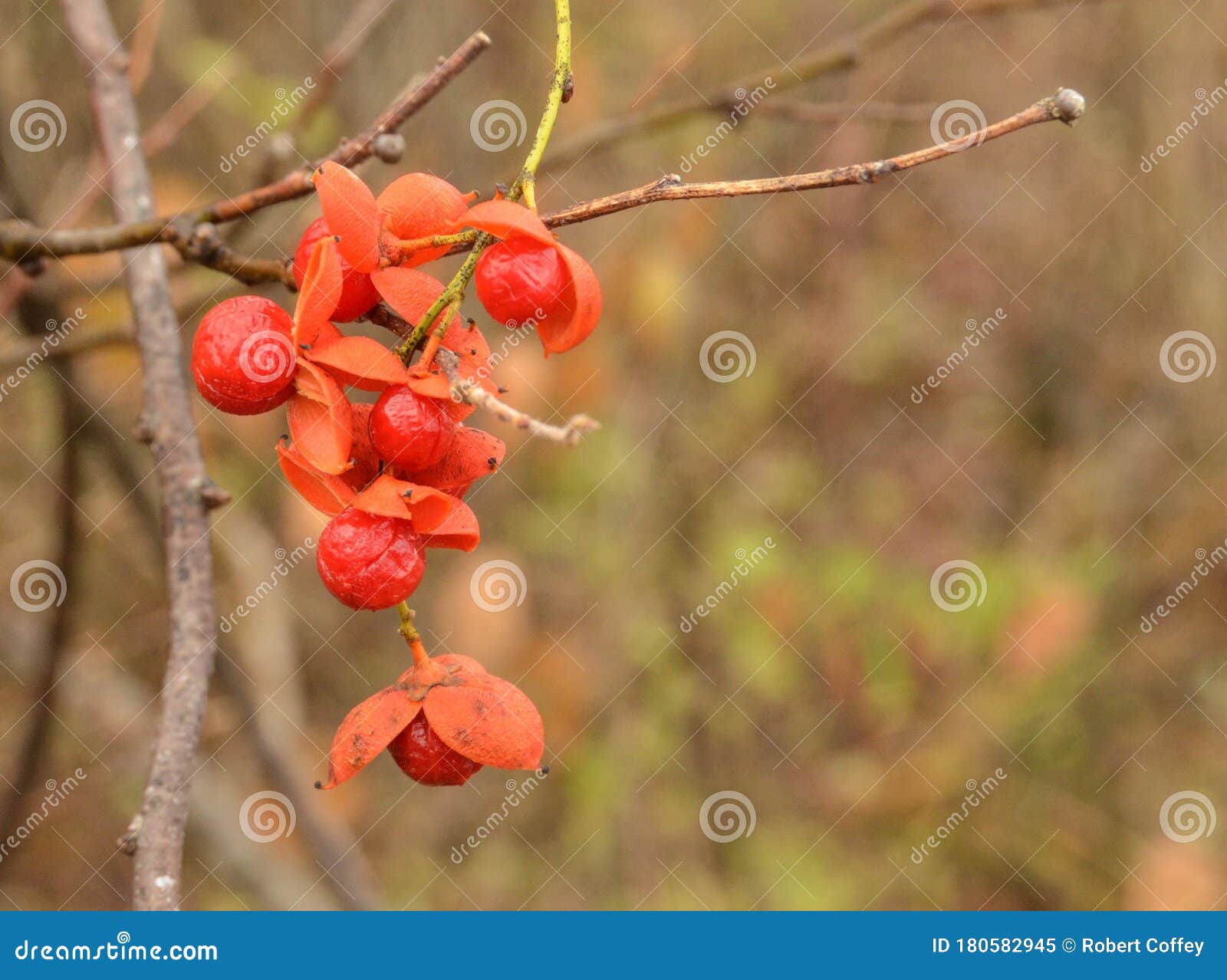 American Bittersweet Berries in Winter Stock Image Image of bittersweet, view 180582945