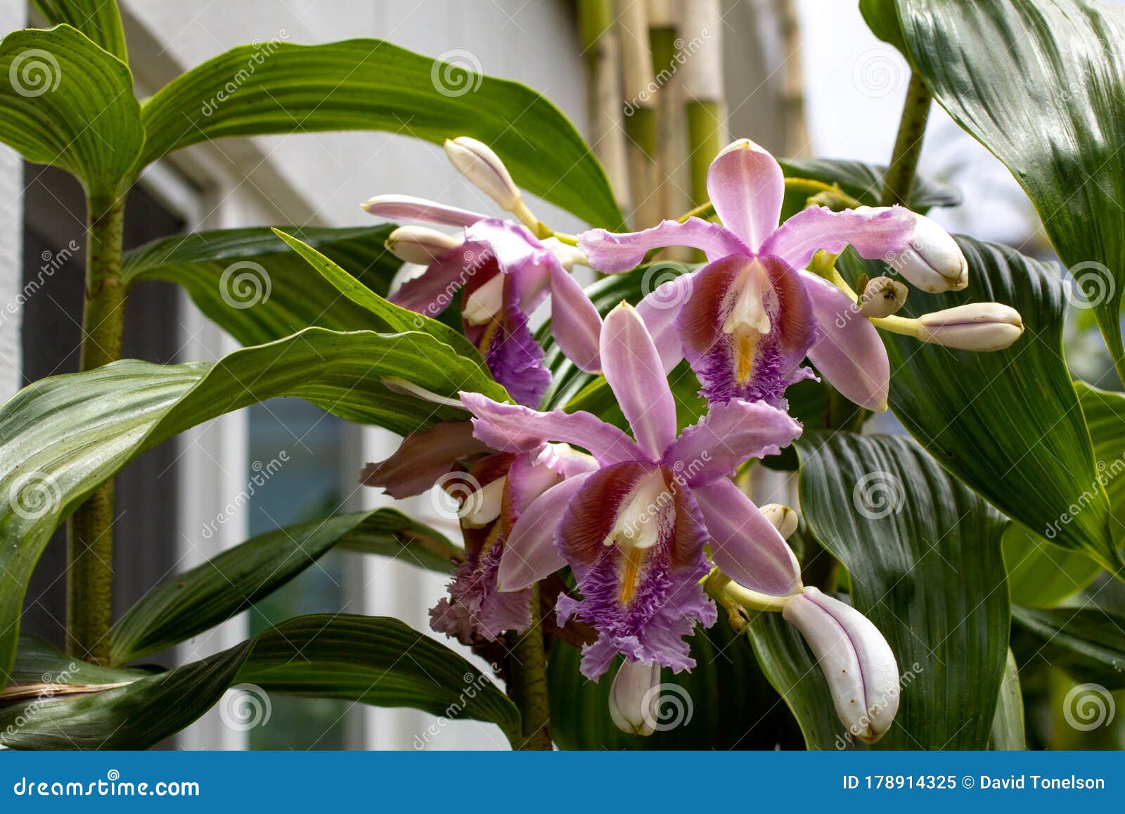 Sobralia orchid stock image. Image of greenhouse, exotic - 178914325