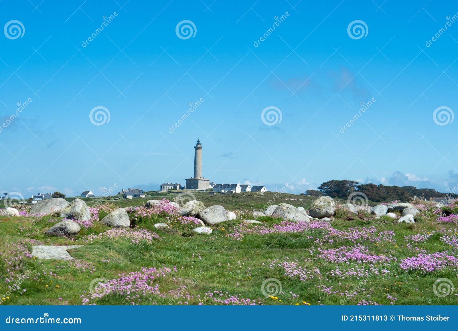 view from coastal fields with flowers towards the phare of ile de batz, france