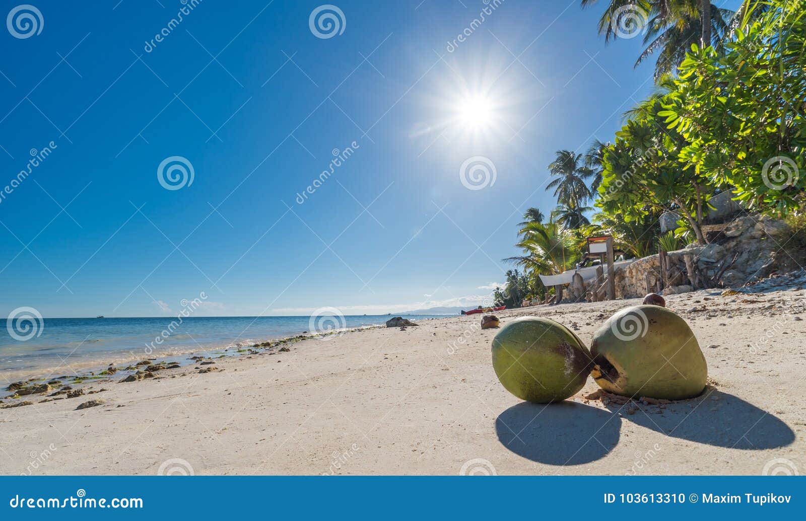 view of coconuts at anda beach bohol island with coconut palms