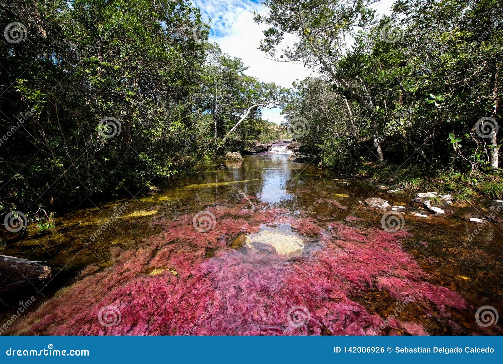 a view of the colorful plants in the caÃÂ±o cristales river