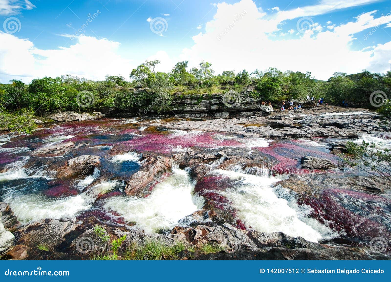 a view of the colorful plants in the caÃÂ±o cristales river