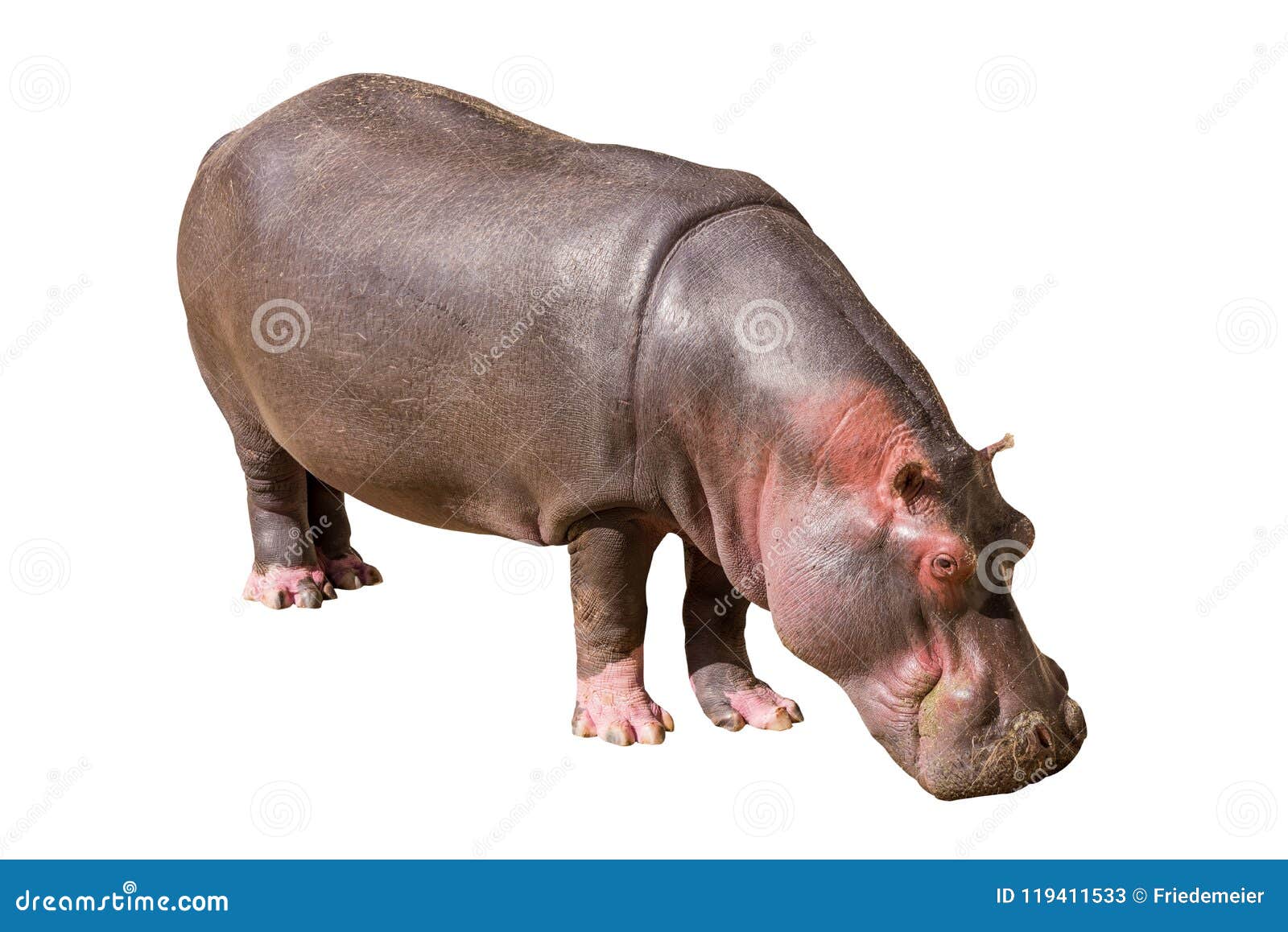 common hippopotamus  on white background