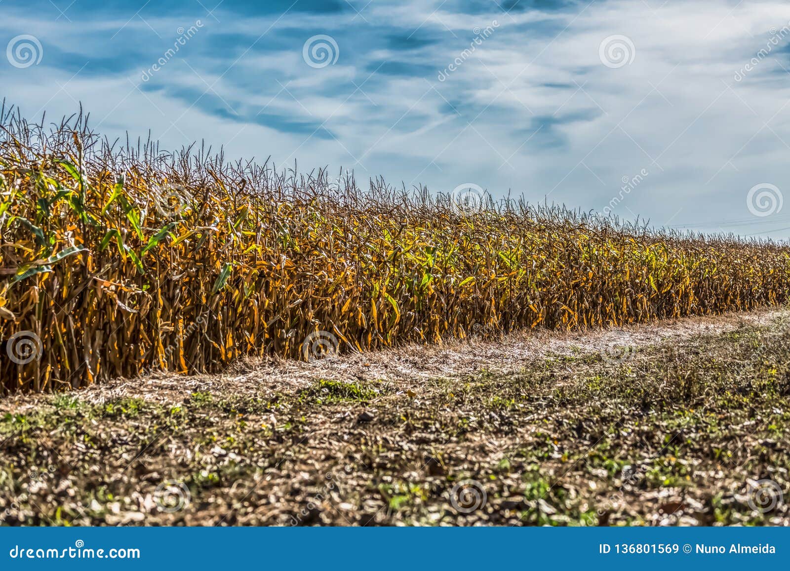 view of cornfield farmland, sky with clouds as background