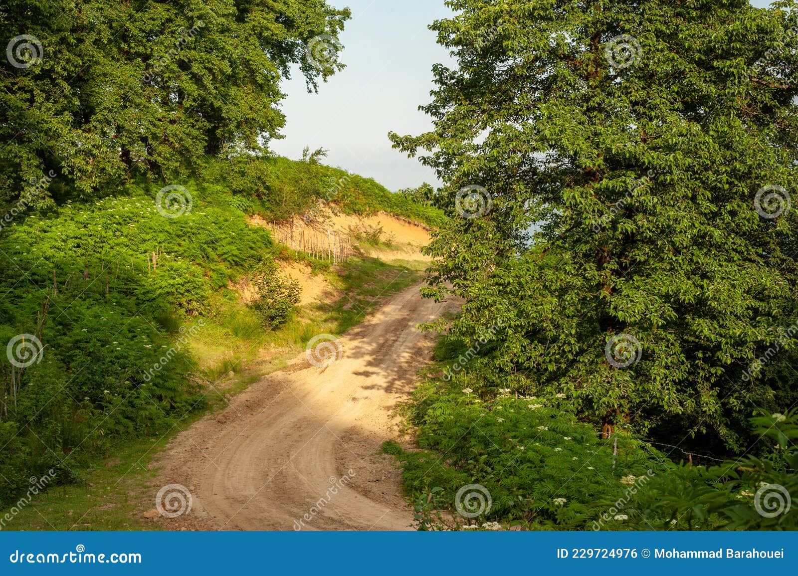 the view of countryside dirt road with alder trees